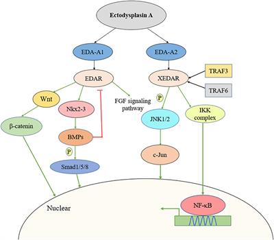 Ectodysplasin A/Ectodysplasin A Receptor System and Their Roles in Multiple Diseases